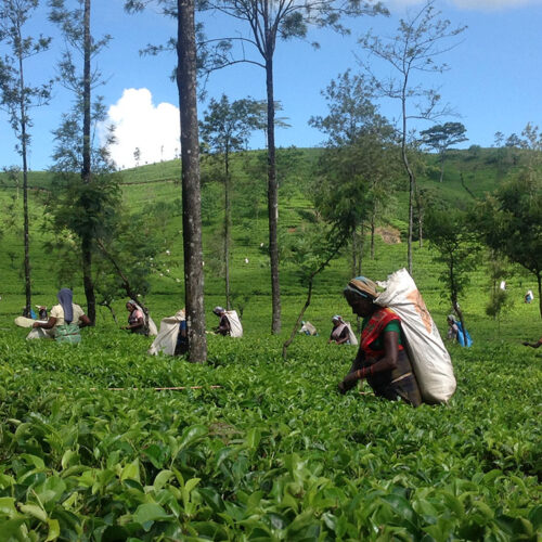 8-Day Sri Lanka Itinerary: Tea Plantations, Waterfalls & Safari Adventure