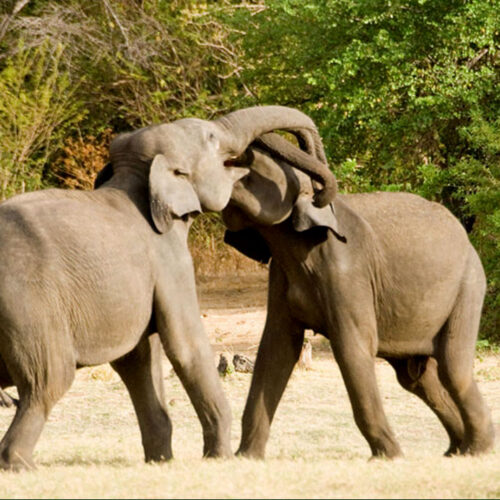 8-Day Adventure Tour in Sri Lanka